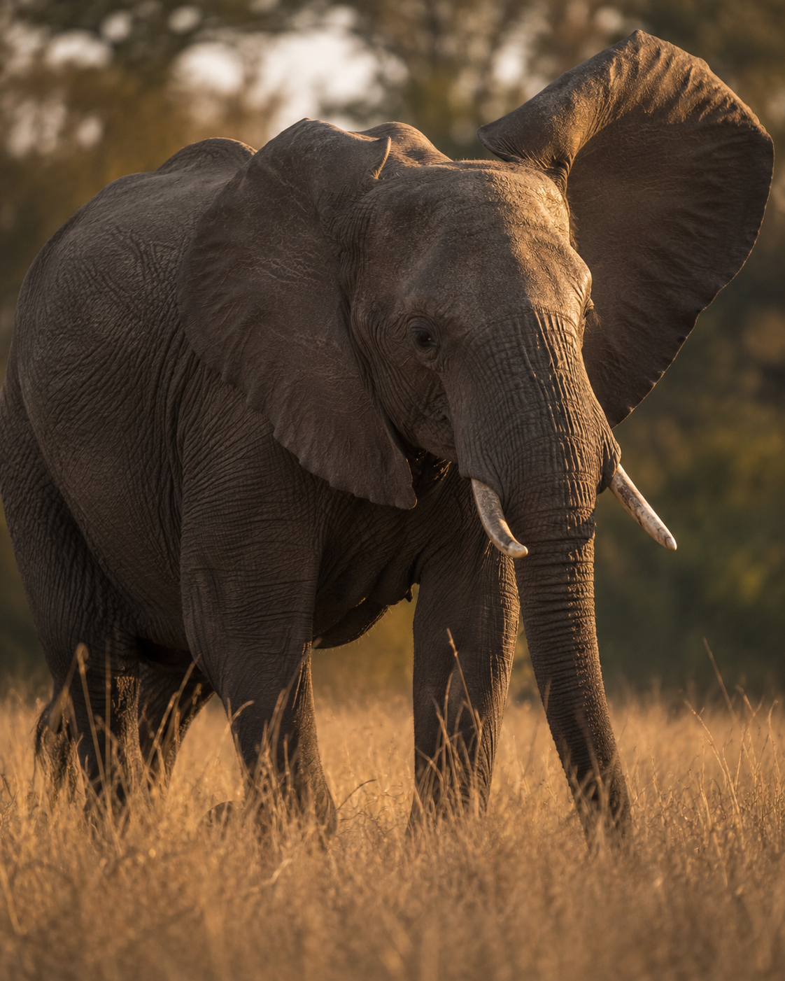 Safari vehicle at sunset on the African savanna